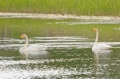 wilde zwaan